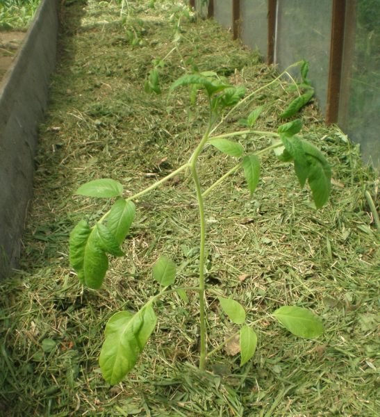  Tomates de hierba recién cortados