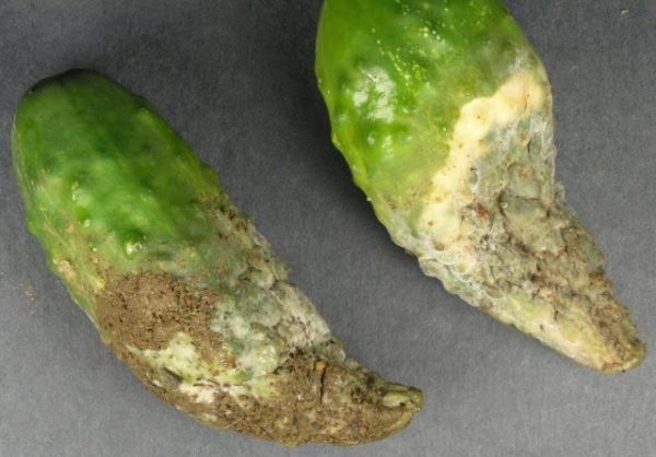  Sick with a fungus cucumber