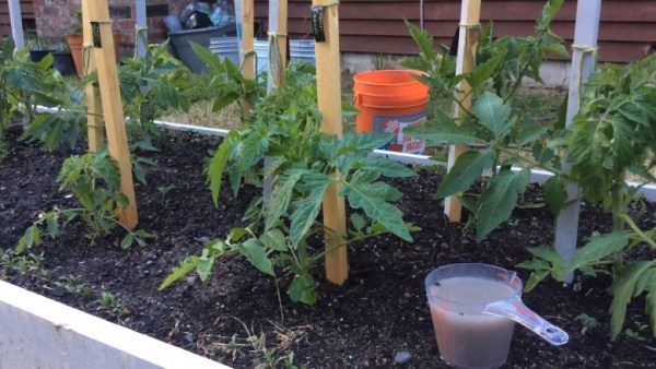  Per ottenere un buon raccolto di pomodoro, la pianta dovrebbe essere nutrita