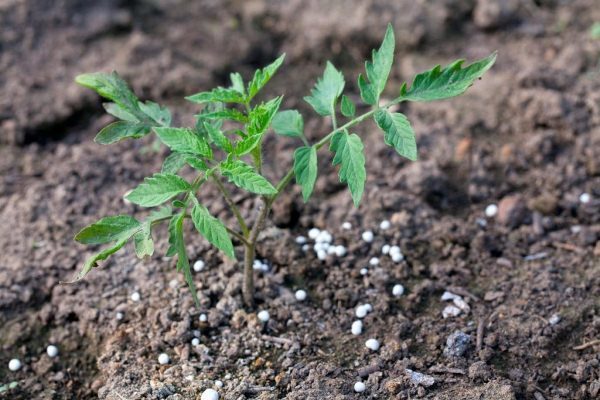  Top condimento di pomodori con urea