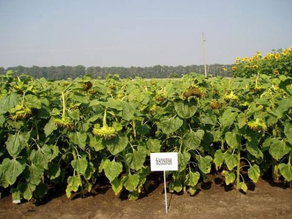  Buzuluk Girasole