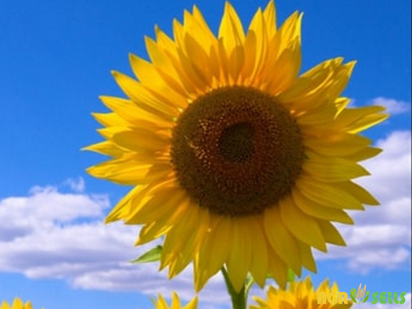 Sunflower Tunka