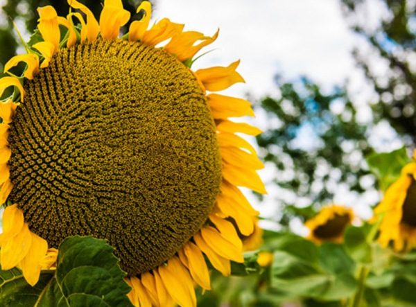  Ginepro girasole
