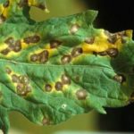  Sinais de Streptoria