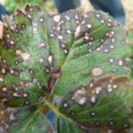  Signs of white spot