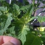  Segni di carenza di ferro nel pomodoro