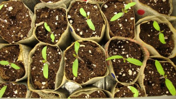  Tomato seedlings fertilized with calcium nitrate