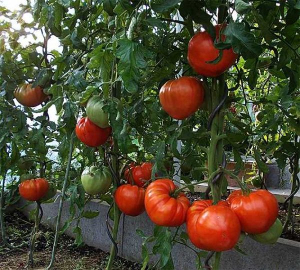  Una hilera de tomates en el invernadero.