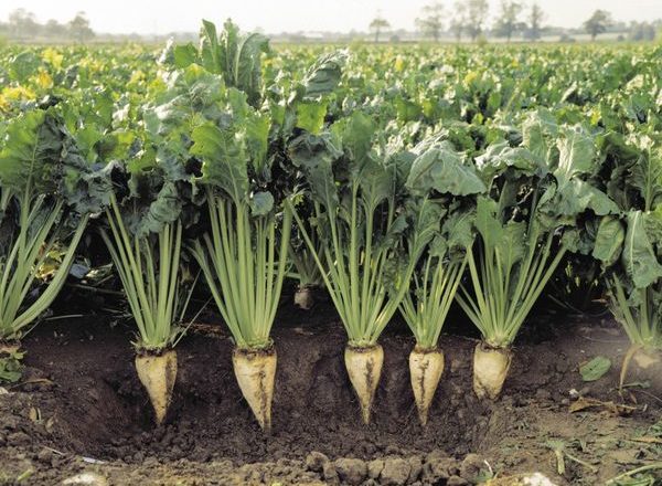  Tehnologia de cultivare a sfeclei de zahăr
