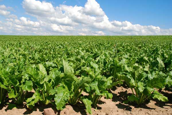  La barbabietola da zucchero è coltivata su terreni fertili e di chernozem in un clima caldo.