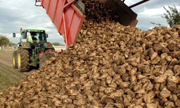  La raccolta della barbabietola da zucchero avviene da fine settembre a metà ottobre.
