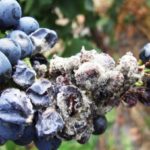  Gray rot