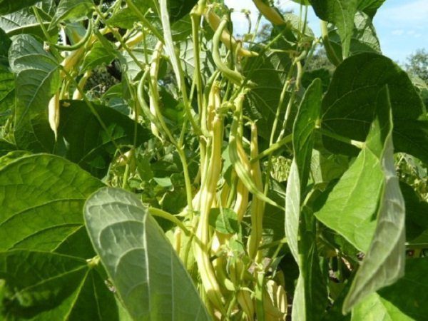  Green Butter Bean King