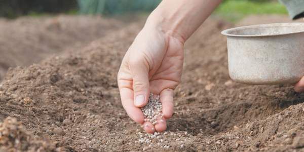  Semina semi di barbabietola nel terreno