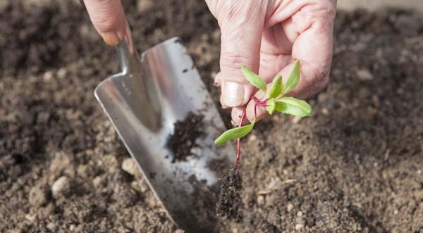  Piantine di barbabietole piantate nel terreno dopo la comparsa di 4 foglie