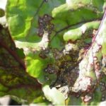  cercosporosis