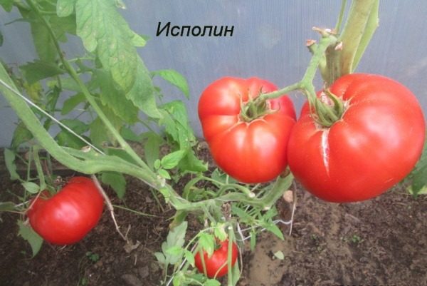  Gigante de tomate