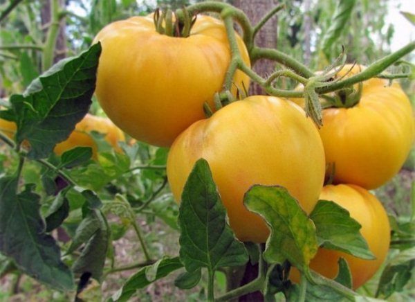  Tomato Yellow Giant