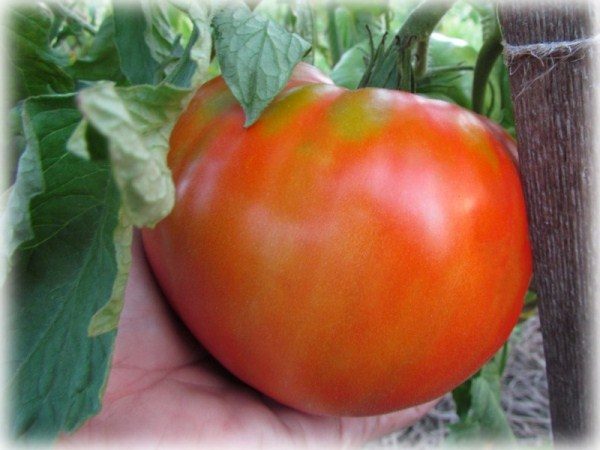  Gigante ruso de tomate