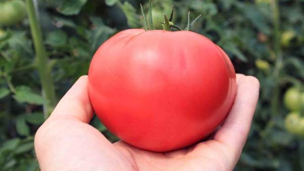  Tomate variedad ucraniana gigante