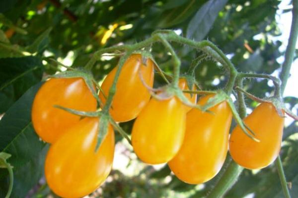  Gota de miel de tomate