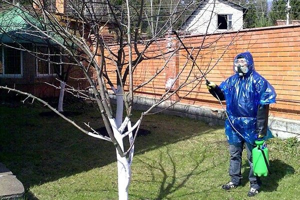  Copper sulfate treatment can be carried out only in calm weather.