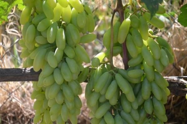  Grapes Lady Fingers or Husayne White