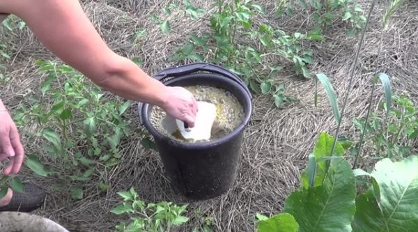  Infusione di pomodoro in annaffiatura su lettiera di pollo