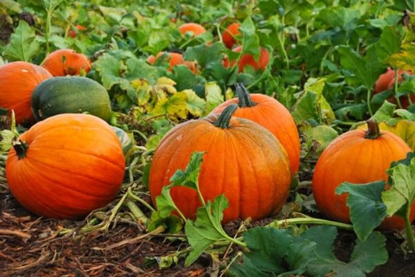  Pianta senza pretese di zucca e non ha bisogno di cure particolari