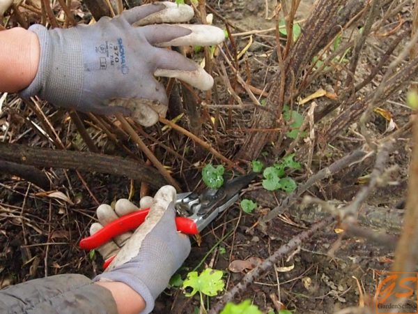  Autumn pruning currant bushes