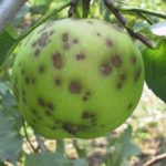  Scab Aged Apple