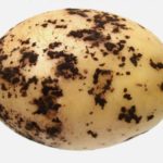  Malattia di tuberi di patata Rhizoctoniosis