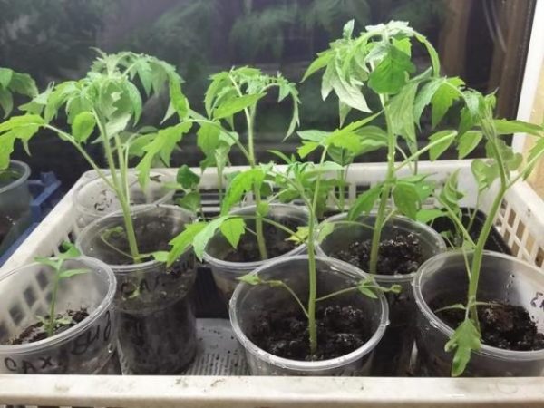  Tomato Seedlings Sugar Bison