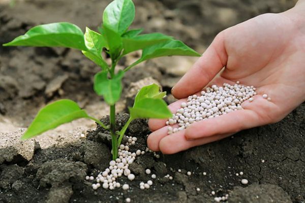  Excessive use of azofosca is fraught with the formation of nitrates