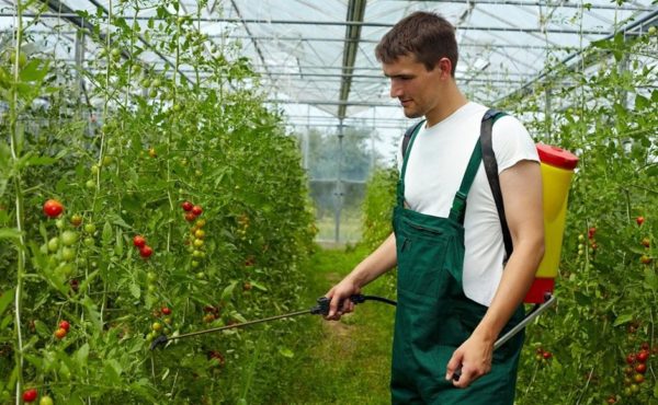  Prelucrarea unei soluții de tomate de acid succinic