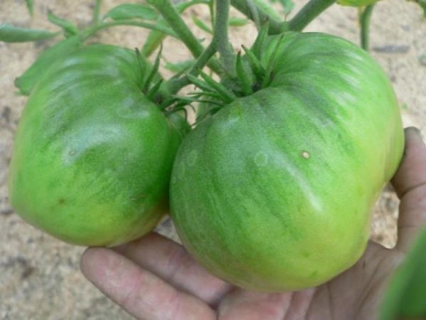  Más frutos verdes de tomate monomakh hat