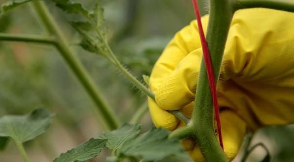  Se non rimuovete gli scalini di pomodori, si svilupperanno potentemente e la pianta si trasformerà in un arbusto a gambo multiplo con numerosi fiori