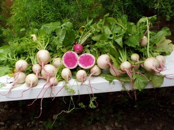  Nutriționiștii recomandă introducerea ridichii Margilan în dietă datorită conținutului său scăzut de calorii.