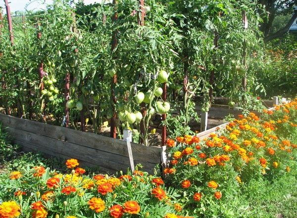  Siderata Para Tomate