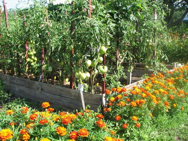  Siderata for tomato