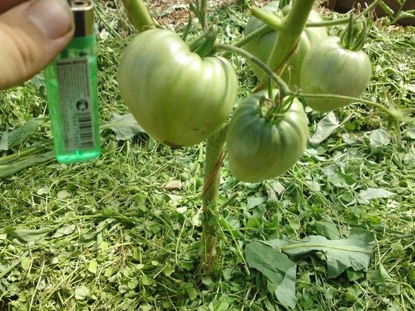 Cut siderata are great as a mulch for tomato