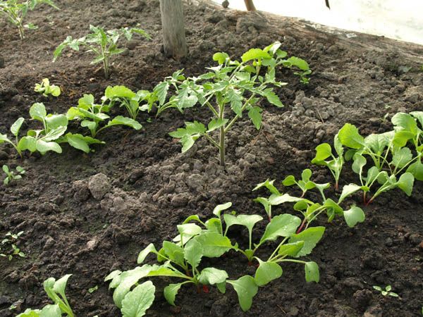 Radish can protect tomatoes from nematodes