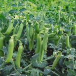  Vegetable Peas