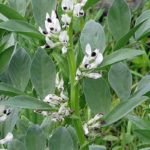  Broad bean