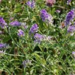  Alfalfa planting