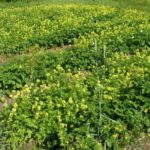  White mustard
