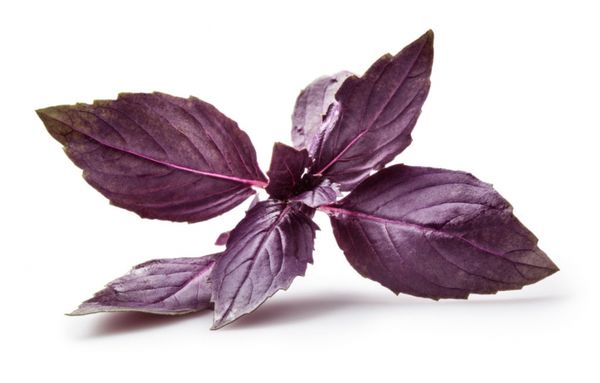  Folhas de manjericão violeta têm um sabor mais acentuado