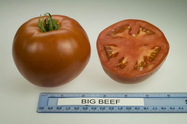  Greutatea medie a fructului soiului este de 300-500 grame