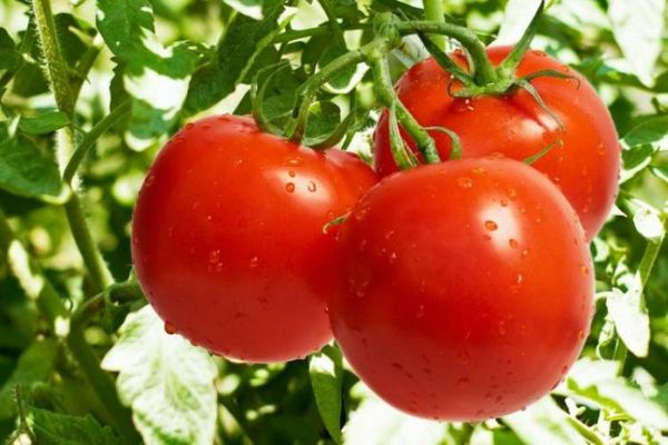  Cele mai bune soiuri determinante de tomate pentru sere în Siberia