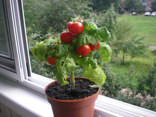  L'acido borico è un pomodoro di coltivazione casalinga particolarmente utile